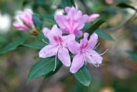 Rhododendron davidsonianum 