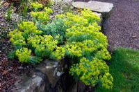 Euphorbia myrsinites tumbels over a wall in the tennis coutrt garden at RHS Rosemoor, Devon