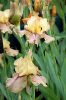 Iris 'Thornbird' - Cayeaux Iris, RHS Chelsea Flower Show 2009