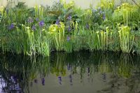 Sarracenia flava and blue Irises reflected in water - The Foreign and Colonial Investments Garden, Sponsored by Foreign and Colonial Investment Trust, Contractor The Outdoor Room - Silver Flora medal winner at RHS Chelsea Flower Show 2009 
