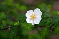 Rosa sericea subsp. omeiensis f. pteracantha 
