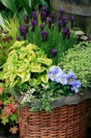 Scented leaved plants and pansies in a hessian lined cat carrying basket - Lavandula 'Regal Splendour' with variegated lemon balm, Melissa officinalis 'Aurea', Thymus 'Foxley' and Variegated marjoram, Origanum vulgare 'Country Cream'