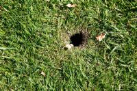 Microtus agrestris - Short tailed field vole hole and damage to lawn