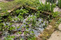 Rectangular brick edged garden pond with Menyanthes trifoliata, Nymphaea and Iris - Poulton Hall, NGS garden, Cheshire 