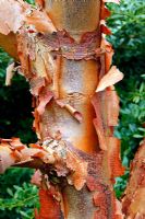 Acer griseum - Paperbark maple