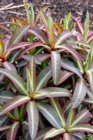 Euphorbia 'Excalabur' AGM