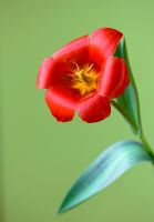 Tulipa 'Showwinner' AGM