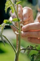 Tying tomato plant to cane for support