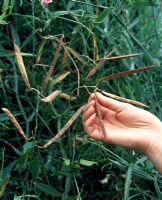 Lathyrus latifolius - Collecting sweet pea seed pods 