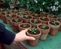 Petunia 'Prism Sunshine' - Putting pots of potted up seedlings on greenhouse bench