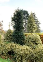 Tall hollies in border in back garden, Ilex aquifolium 'Argenta Marginata' and Ilex x aquipernyi 'Dragon Lady' and 'Meschick' - Highfield Hollies, Liss, Hampshire