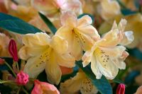 Rhododendron 'Glendoick Honeydew' 