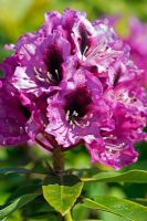 Rhododendron 'Kokardia'