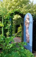 Angelica in herb garden and blue garden gate - Tilford Cottage, Surrey