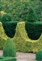 The Secret Garden with hedges of yew and Ligustrum ovalifolium 'Aureum' - The Garden House, Erbistock, Near Wrexham, Wales
