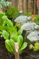 Row of lettuces 'Bath Cos' next to glass cloches 