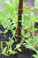 Lathyrus - Young sweet peas climbing up support frame made from twine and sticks