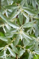 Elaeagnus angustifolia 'Quicksilver' - Russian Olive 