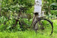Old bicycle leaning against rustic wooden bench and Betula trees in wild garden with Anthriscus sylvestris, cow parsley in May