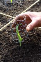 Protecting young sweetcorn plants with chicken wire covers to stop pests, in beds designed for square foot gardening