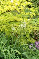 Cornus alba 'Aurea', Iris 'Gerald Darby' foliage and Camassia