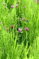 Trifolium pratense amongst Hippuris vulgaris - Clover and Marestail in wild meadow planting
