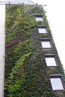 Living Wall by Patrick Blanc at The Athenaeum Hotel, London