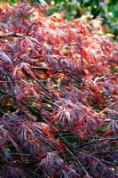 Early morning light on Acer palmatum dissectum 'Inaba Shidare' AGM