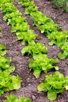 Lettuce 'Unrivalled' sown 18 February, transplanted 1 April and shown 22 April