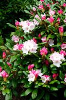 Rhododendron 'Crete' AGM