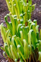 Asplenium scolopendrium - Hart's tongue fern