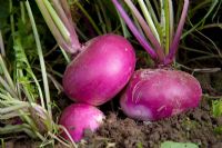 Purple top milan turnips 