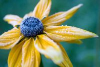 Rudbeckia with frost
