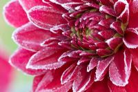 Dahlia with frost