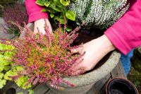 Making a mixed autumn container - Firming in Calluna