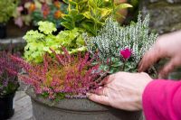 Making a mixed autumn container - Firming in plants