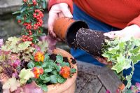 Planting a mixed autumn container - Adding Hedera