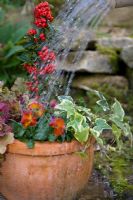 Planting a mixed autumn container - Watering in