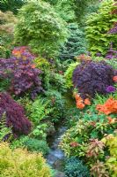 Stream in oriental themed garden with mature shrubs at Four Seasons NGS garden, Staffordshire