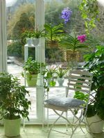 Garden room houseplant display - Vanda 'Blue Magic' and 'Sawita Delight', Vanilla planifolia 'Echte Vanille', Tillandsia flabellata, Syngonium, Monstera and Ficus exotica 