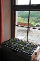 Using a heated propagator to germinate seeetcorn seeds on a windowsill