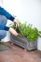 Harvesting herbs from container