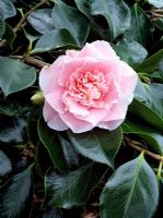 Camellia japonica 'Elegans Splendor'