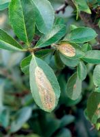Phyllonorycter leucographella - Pyracantha leaf miner 