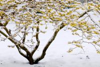 Snow covered Hamamelis x intermedia 'Pallida'