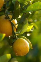 Citrus - Water droplets on Kumquat fruit