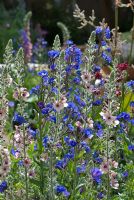 Verbascum 'Merlin' with Anchusa azurea 'Loddon Royalist' - The QVC Garden, sponsored by QVC, Silver Flora medal winner at RHS Chelsea Flower Show 2009 