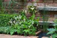 Green planting of Zantedeschia aethiopica 'Green Goddess', Tiarella cordifolia and Buxus sempervirens, next to a brick water rill in the Jacob's Ladder Garden, sponsored by Hewitt Landscapes Ltd - Silver Flora medal winner for Courtyard Garden at RHS Chelsea Flower Show 2009 