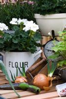 Pelargonium in an old tin flour container with scales, garden tools and onions