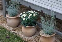 Helichrysum italicum and white Argyranthemum in terracotta pots on gravel